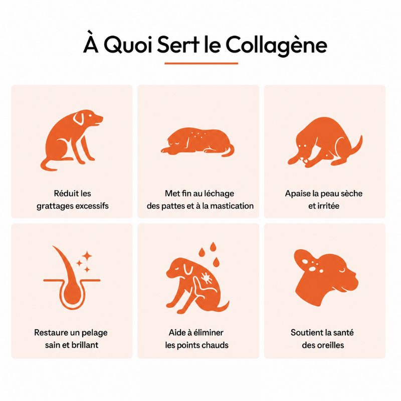 Zeli - Collagène Liquide Premium